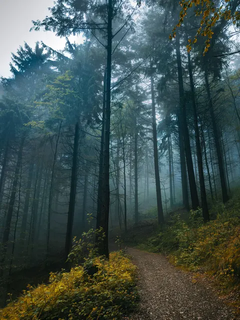 Forest Path Phone Wallpaper · vertical · 1440×1920