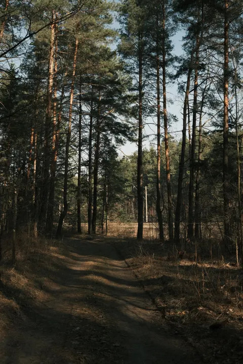 Forest Path Phone Wallpaper · vertical · 1440×2160