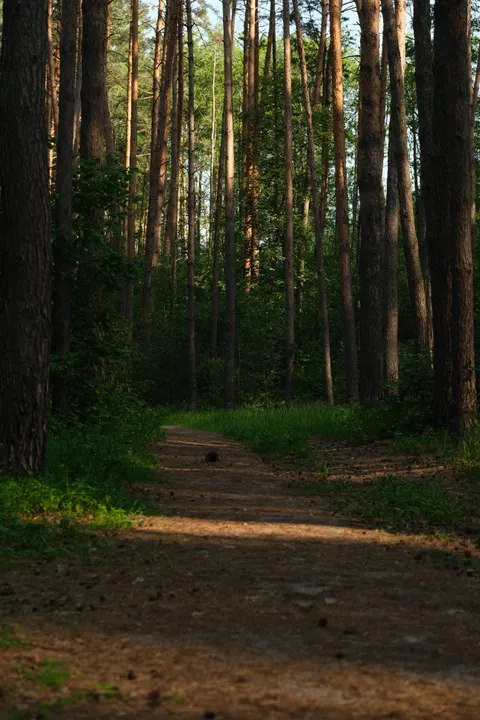 Forest Path Phone Wallpaper · vertical · 1440×2160