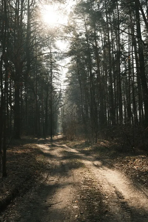 Forest Path Phone Wallpaper · vertical · 1440×2160