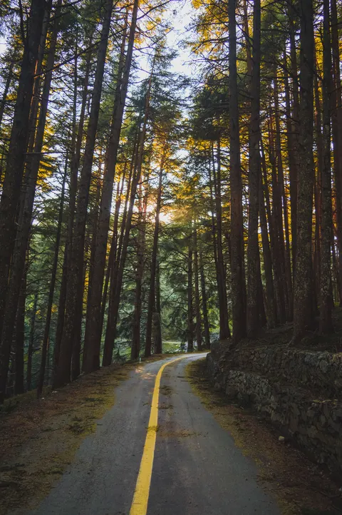 Forest Path Phone Wallpaper · vertical · 1440×2166