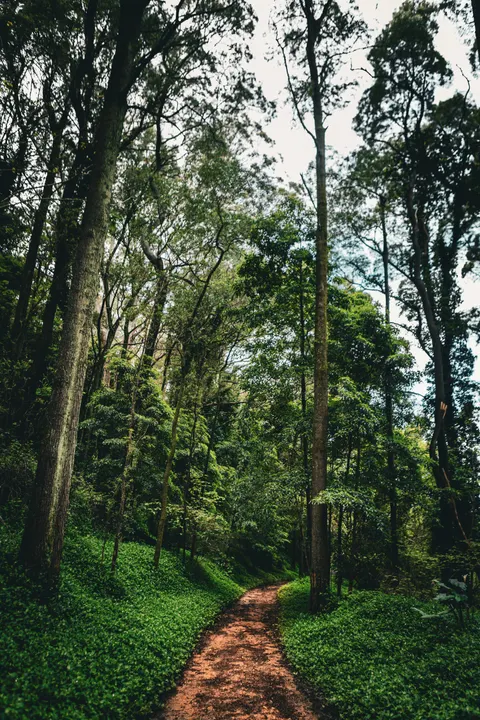 Forest Path Phone Wallpaper · vertical · 1440×2160