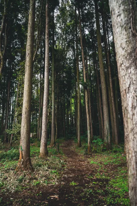 Forest Path Phone Wallpaper · vertical · 1440×2159