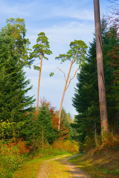 Forest Path Phone Wallpaper · vertical · 1440×2161