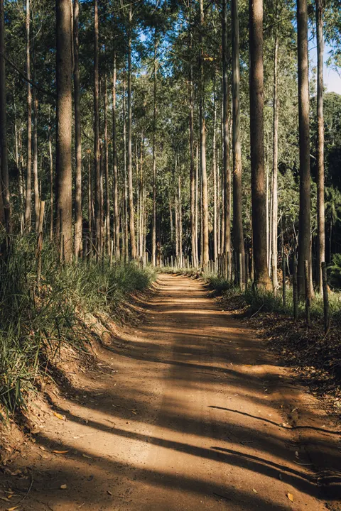 Forest Path Phone Wallpaper · vertical · 1440×2160