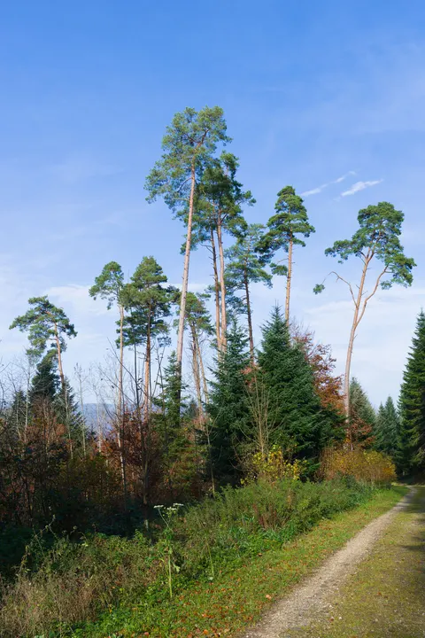 Forest Path Phone Wallpaper · vertical · 1440×2161