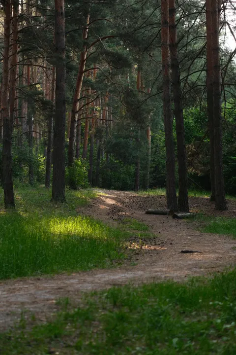 Forest Path Phone Wallpaper · vertical · 1440×2160