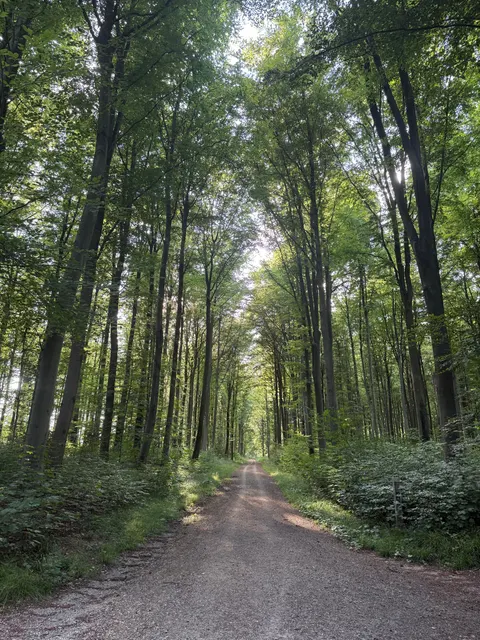 Forest Path Phone Wallpaper · vertical · 1440×1920