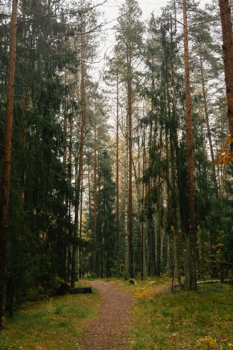 Forest Path Phone Wallpaper · vertical · 1440×2160