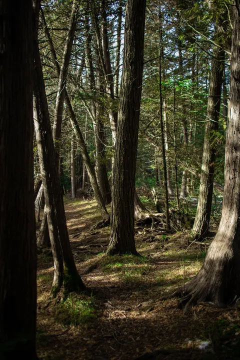 Forest Path Phone Wallpaper · vertical · 1440×2160