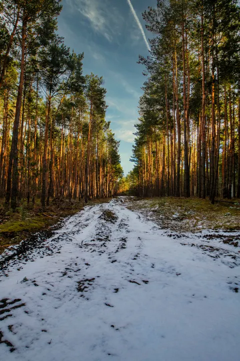 Forest Path Phone Wallpaper · vertical · 1440×2160