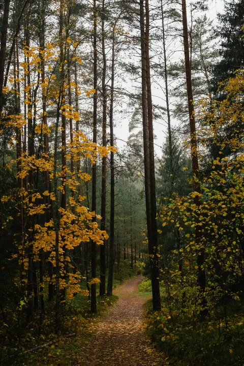 Forest Path Phone Wallpaper · vertical · 1440×2160