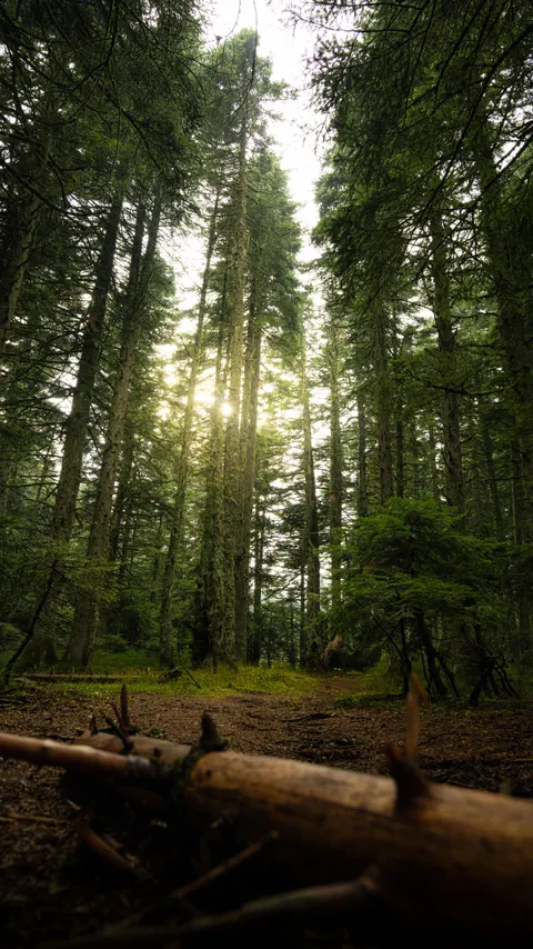 Forest Path Phone Wallpaper · vertical · 1440×2561
