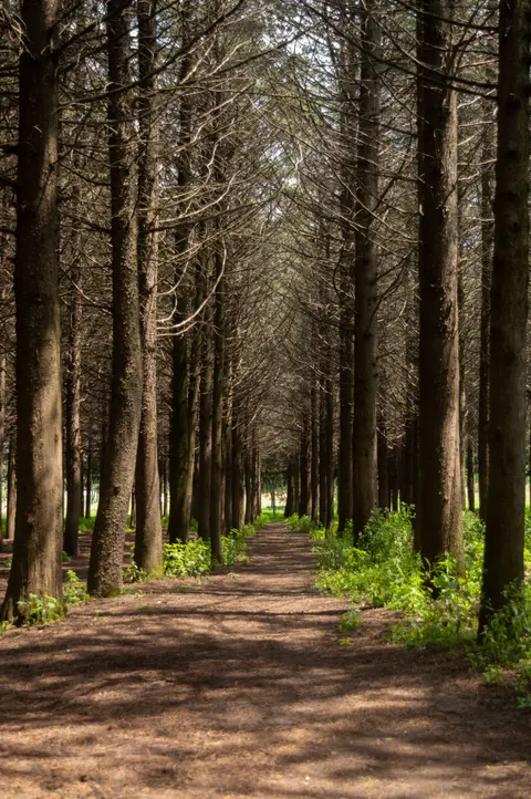 Forest Path Phone Wallpaper · vertical · 1440×2166