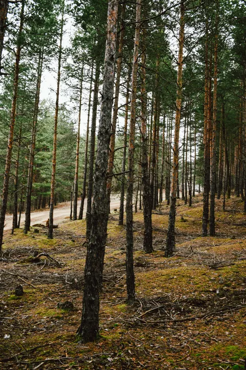 Forest Path Phone Wallpaper · vertical · 1440×2160