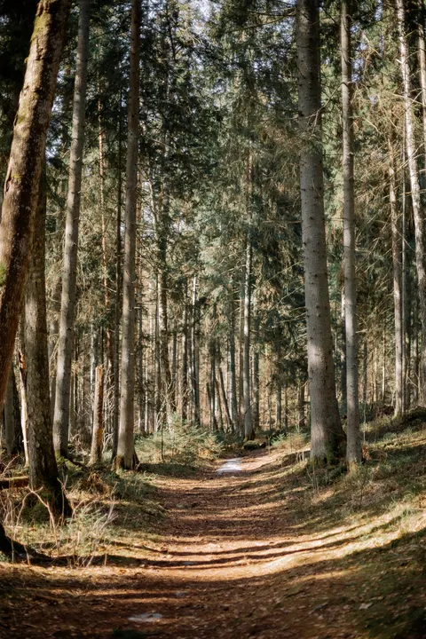 Forest Path Phone Wallpaper · vertical · 1440×2160