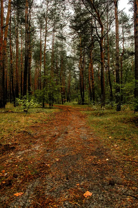 Forest Path Phone Wallpaper · vertical · 1440×2160