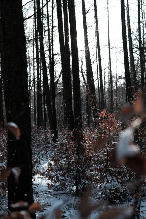 Forest Path Phone Wallpaper · vertical · 1440×2160