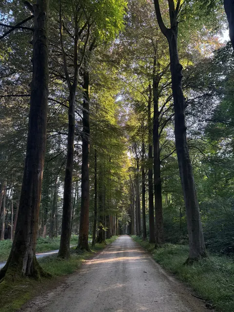 Forest Path Phone Wallpaper · vertical · 1440×1920