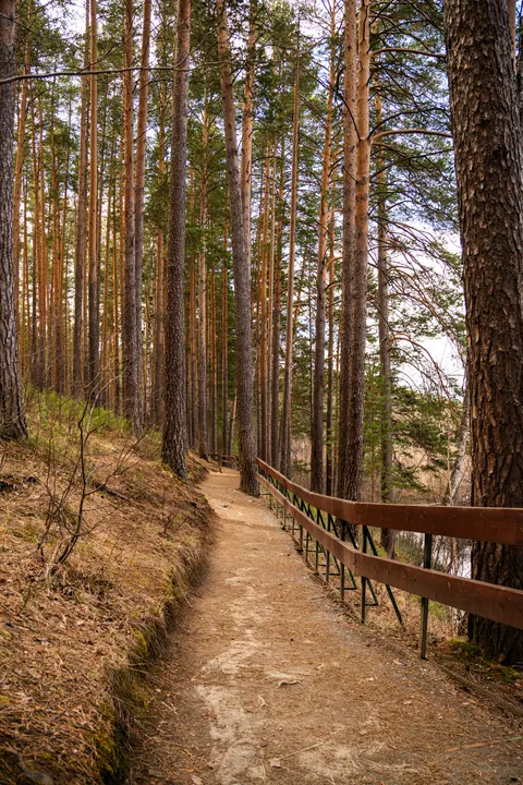 Forest Path Phone Wallpaper · vertical · 1440×2160