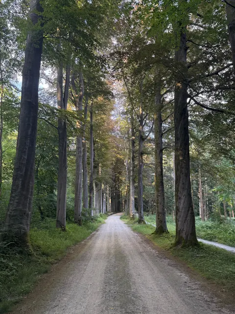 Forest Path Phone Wallpaper · vertical · 1440×1920