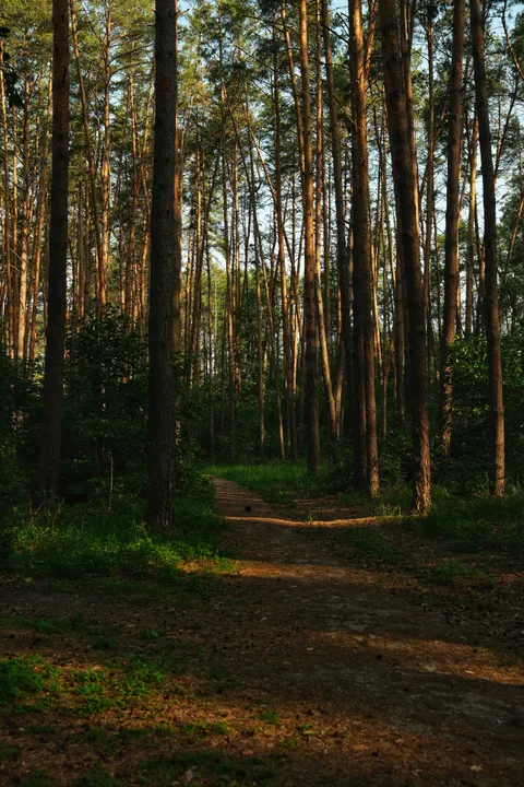 Forest Path Phone Wallpaper · vertical · 1440×2160