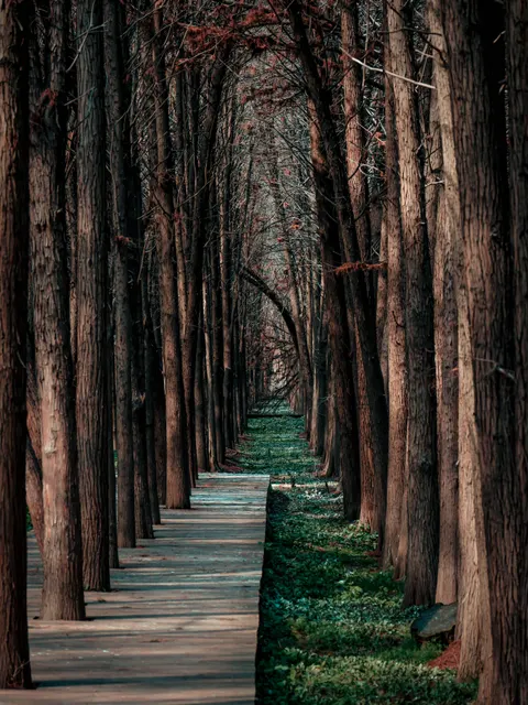 Forest Path Phone Wallpaper · vertical · 1440×1919