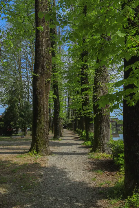 Forest Path Phone Wallpaper · vertical · 1440×2160