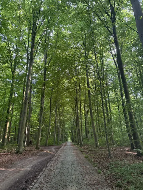 Forest Path Phone Wallpaper · vertical · 1440×1920
