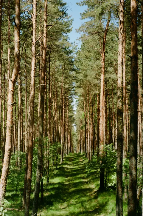 Forest Path Phone Wallpaper · vertical · 1440×2171