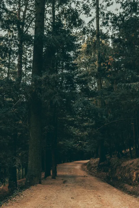 Forest Path Phone Wallpaper · vertical · 1440×2160