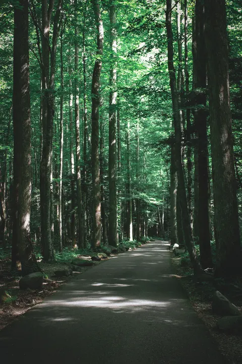 Forest Path Phone Wallpaper · vertical · 1440×2160