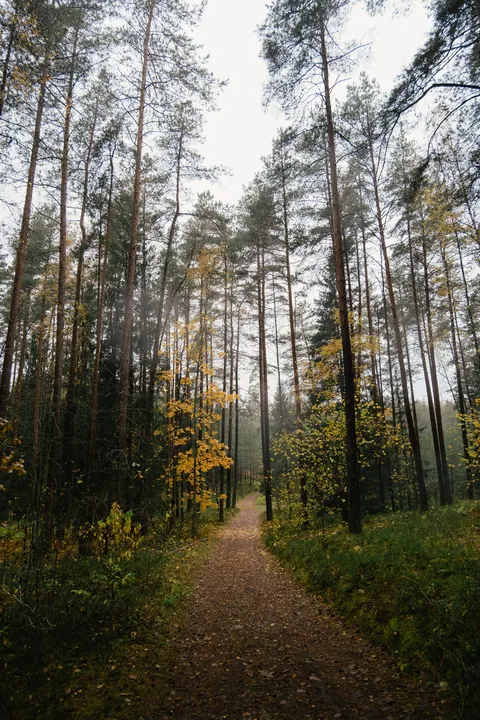 Forest Path Phone Wallpaper · vertical · 1440×2160