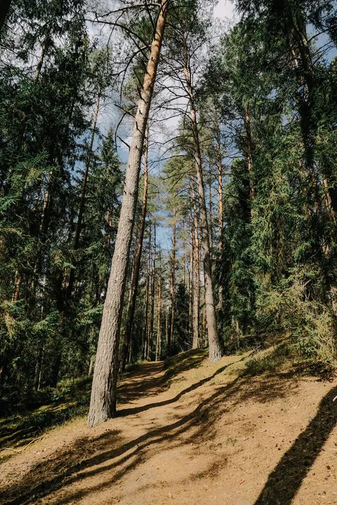 Forest Path Phone Wallpaper · vertical · 1440×2160