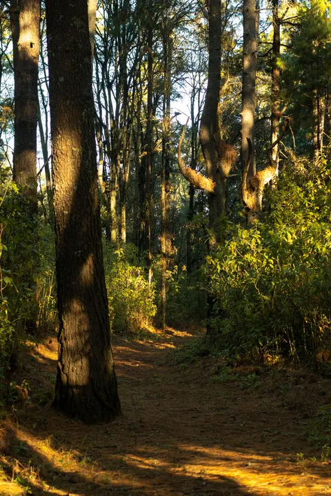 Forest Path Phone Wallpaper · vertical · 1440×2160