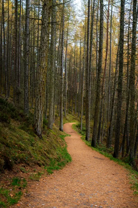Forest Path Phone Wallpaper · vertical · 1440×2160