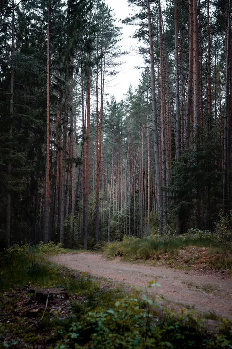 Forest Path Phone Wallpaper · vertical · 1440×2160