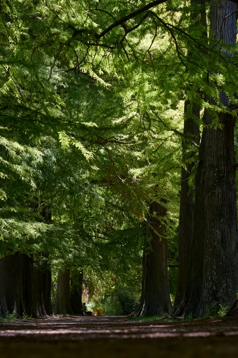 Forest Path Phone Wallpaper · vertical · 1440×2160