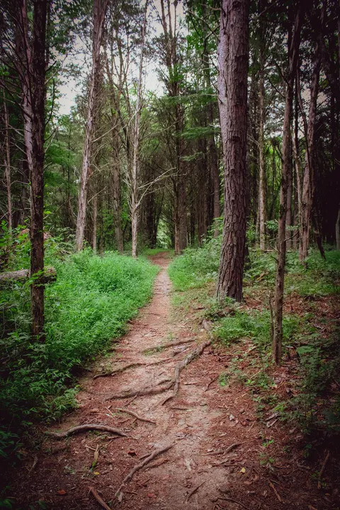 Forest Path Phone Wallpaper · vertical · 1440×2160