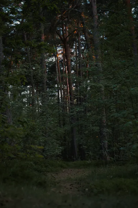 Forest Path Phone Wallpaper · vertical · 1440×2160