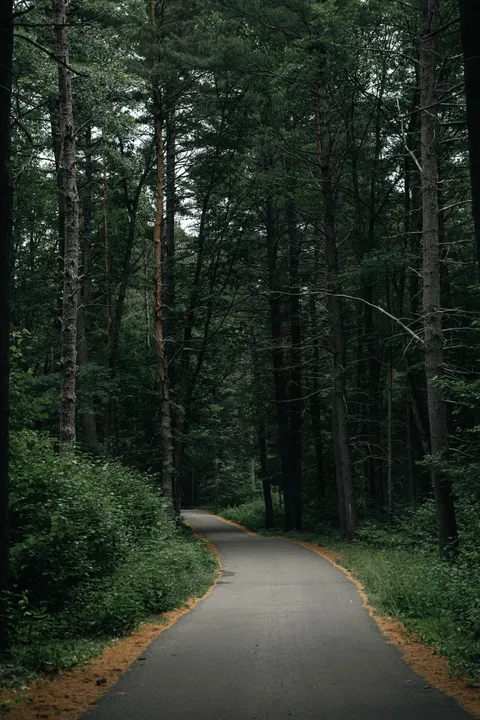 Forest Path Phone Wallpaper · vertical · 1440×2160