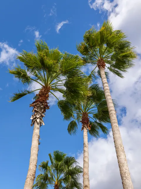 Palm Sky Phone Wallpaper · vertical · 1440×1920