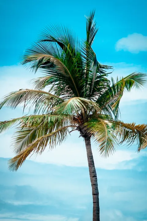 Palm Sky Phone Wallpaper · vertical · 1440×2160