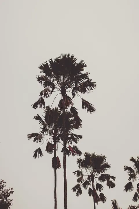 Palm Sky Phone Wallpaper · vertical · 1440×2160