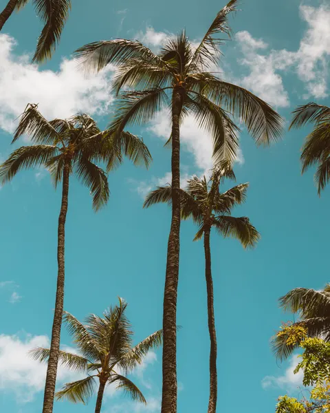 Palm Sky Phone Wallpaper · vertical · 1440×1800