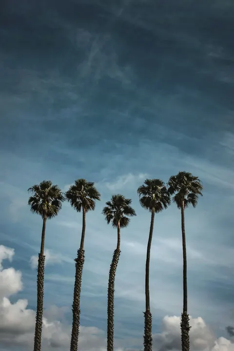 Palm Sky Phone Wallpaper · vertical · 1440×2160