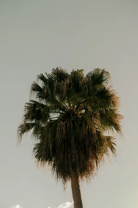 Palm Sky Phone Wallpaper · vertical · 1440×2160