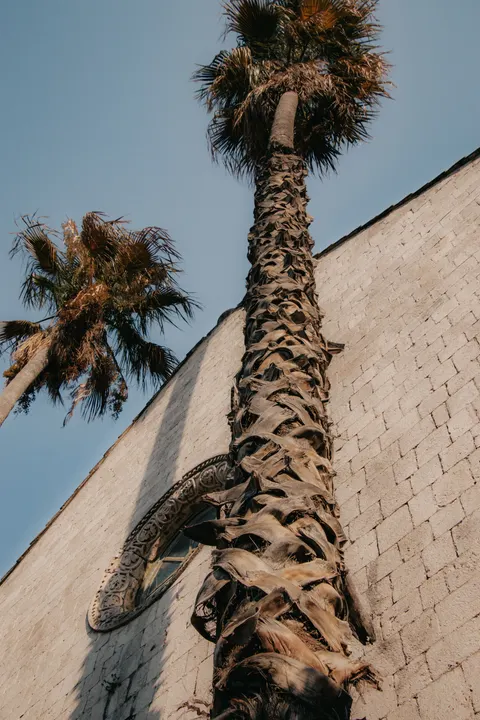 Palm Sky Phone Wallpaper · vertical · 1440×2160