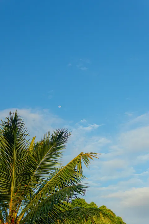 Palm Sky Phone Wallpaper · vertical · 1440×2160