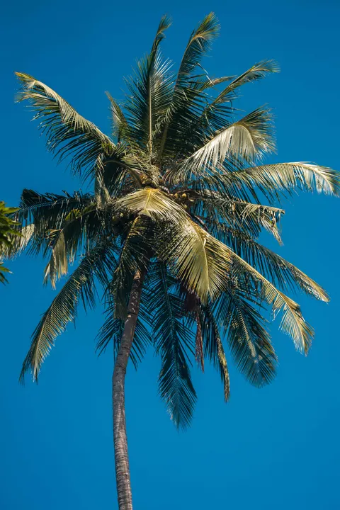 Palm Sky Phone Wallpaper · vertical · 1440×2160